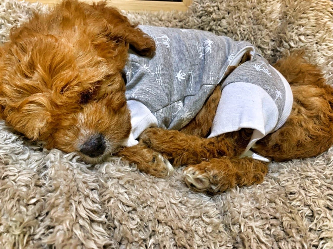 PETS CAN BE KEPT IN APARTMENTS: HIGH COURT