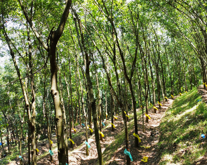 PLANTATION TAX REPEAL BILL : RELIEF FOR 1.20 LAKH OWNERS
