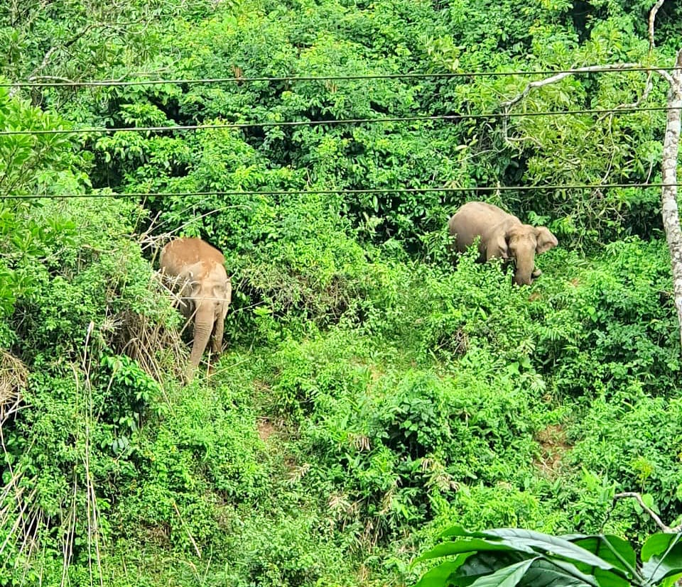 Deforestation in Kerala: Are we witnessing an irreversible ecological crisis?