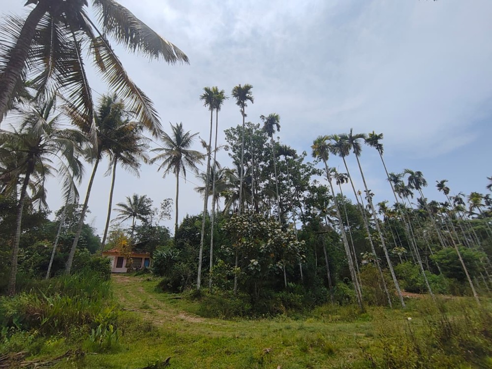  Farm/ Resort Land for Sale in Pakkam, Pulpally, Wayanad