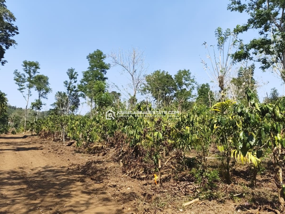 Premium Coffee Estate Land for Sale in Kenichira, Wayanad 