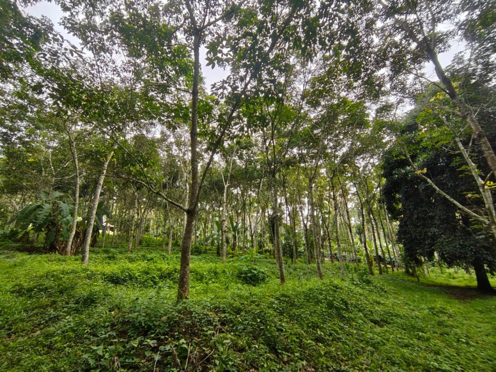 Premium Villa / Homestay / Resort Land for Sale in Amarakuni, Pulpally, Wayanad 