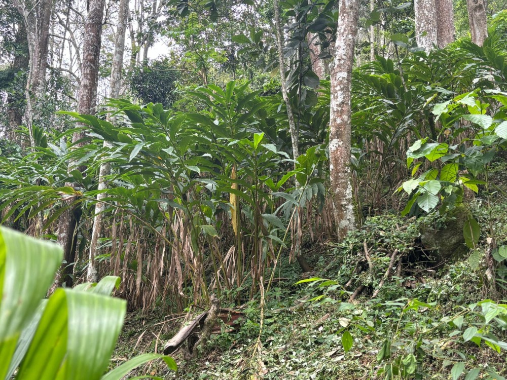 2 Acre Cardamom Plantation for Sale in Vandiperiyar, Idukki