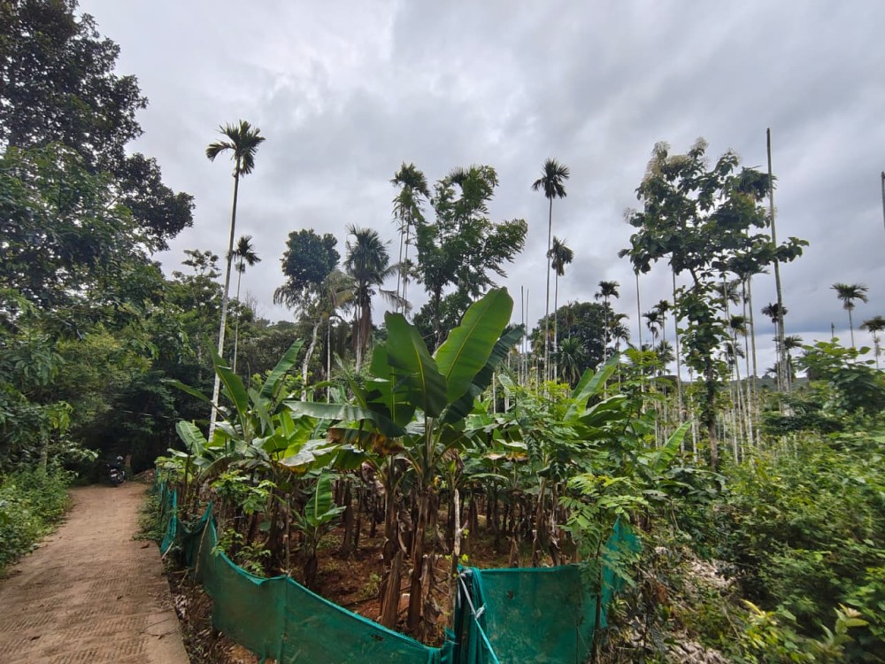 Premium Villa / Homestay / Farmhouse Plot for Sale in Karyambadi, Wayanad 