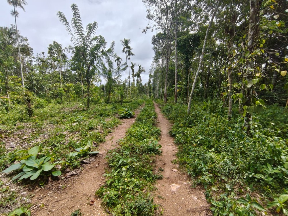 Land for Sale in Pulpally, Wayanad 