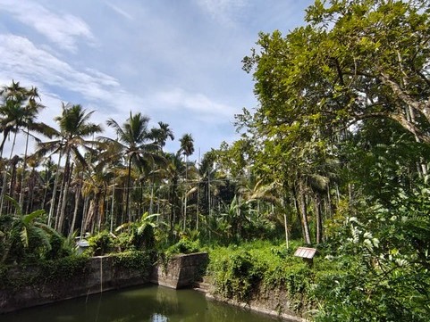 Coconut, Coffee & Arecanut Plantation for Sale in Vadanakavala, Pulpally, Wayanad