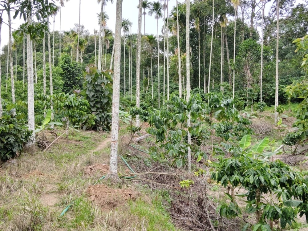Land for sale in Poothadi, Kenichira, Wayanad