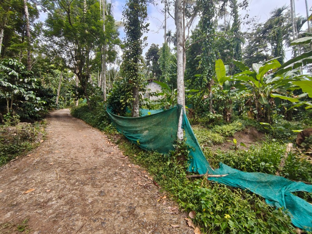 35 Cents Land for Sale in Ootykavala, Pulpally Wayanad