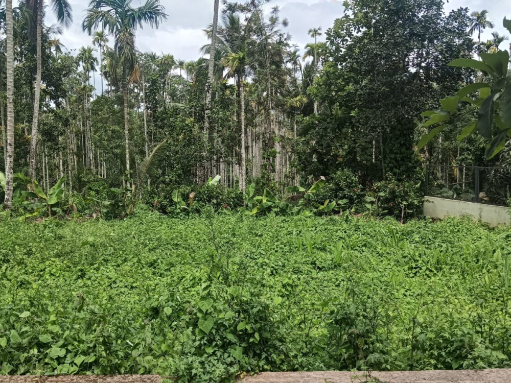 Highway Frontage Commercial Land for Sale in Karani, Wayanad