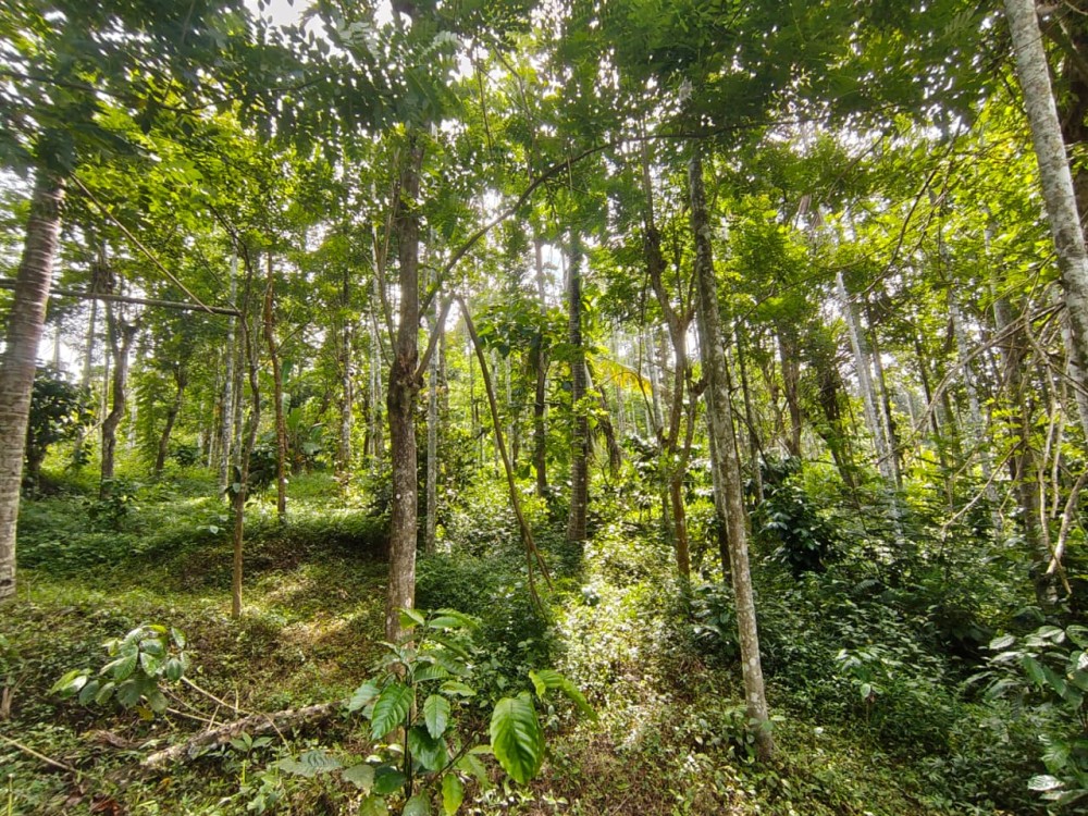 4 BHK House for Sale in Pulpally, Wayanad