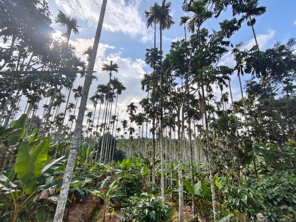 5 Acre Premium Estate for Sale in Poothadi, Wayanad 