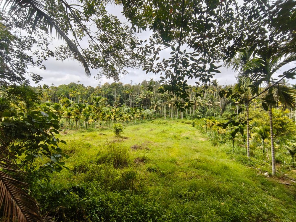1.33 Acre Land for Sale in Kenichira, wayanad
