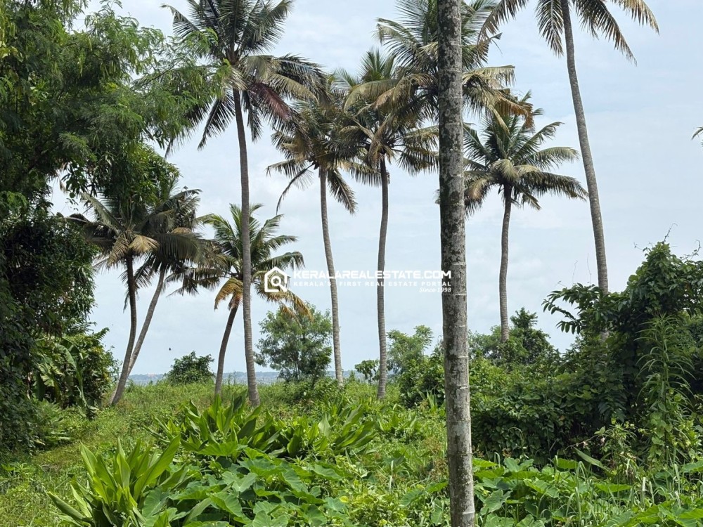 1.23 ACRE BACKWATER SIDE LAND FOR SALE IN KUMARAKOM, KOTTAYAM