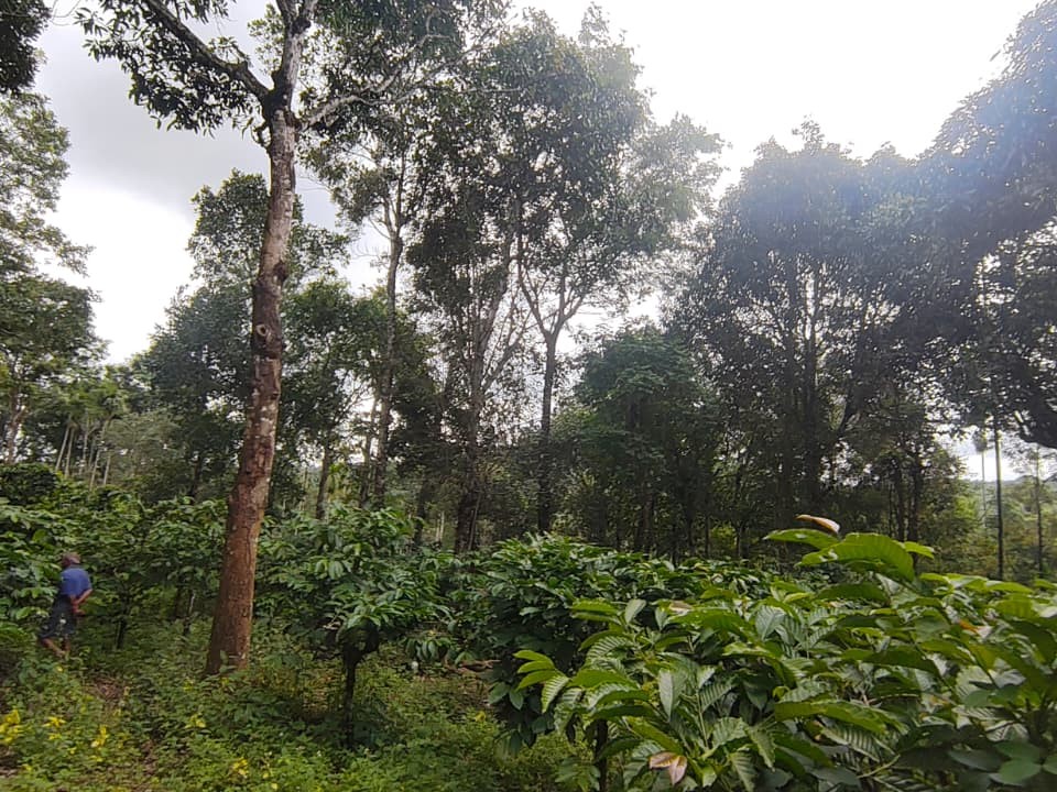 Premium Agricultural Land for Sale in 6th Mile, Chethalayam, Wayanad 