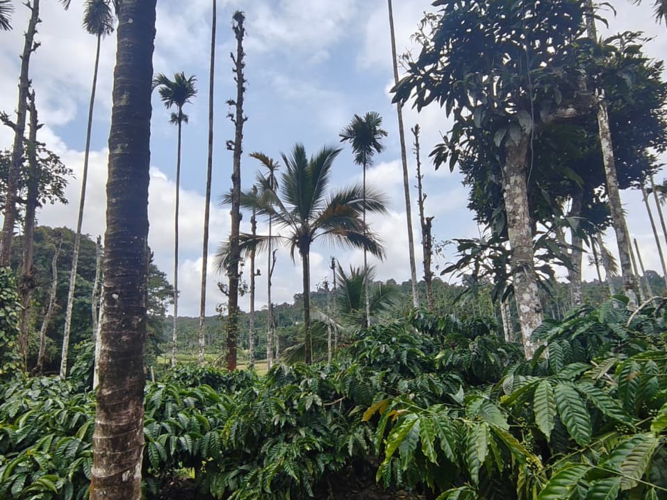 3 Acre Agricultural Land with House for Sale in 6th Mile, Chethalayam, Wayanad 
