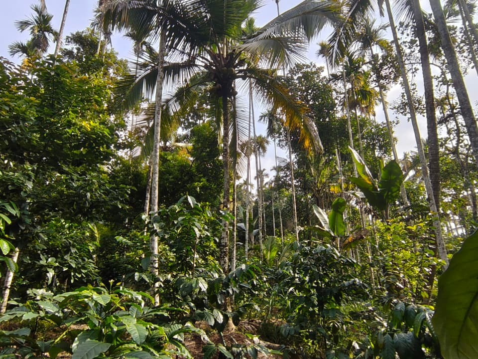 Homestay Property for Sale in Manalvayal, Kenichira, Wayanad 