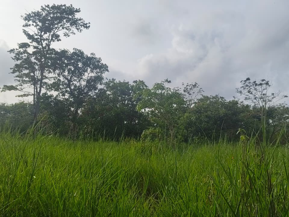 Premium Villa/ Homestay Plot for Sale in Manavayal, Kenichira, Wayanad 