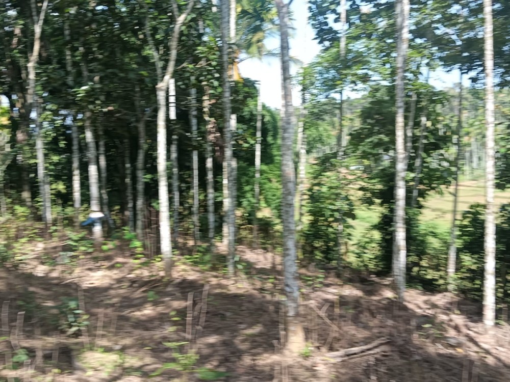 Resort Land with Water Pond for Sale in Poothadi, Wayanad