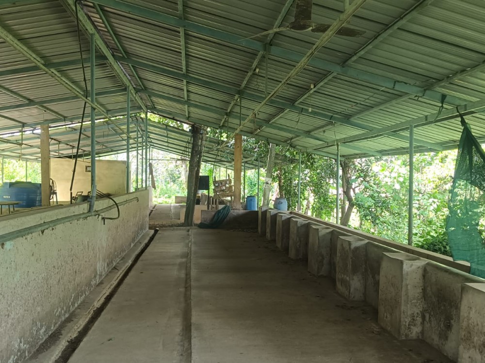 Dairy Farm with Modern Cattle Shed for sale in Varadoor, Poothadi, Wayanad