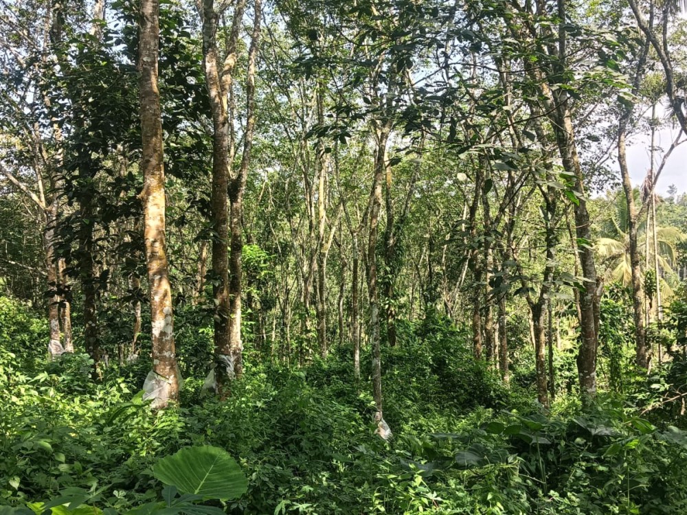 1 Acre 20 Cent Resort Land for Sale in Varadoor, Poothadi, Wayanad