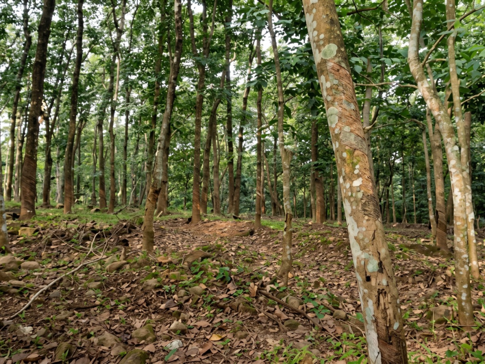 Residential Land for Sale Near Konni Medical College, Pathanamthitta  