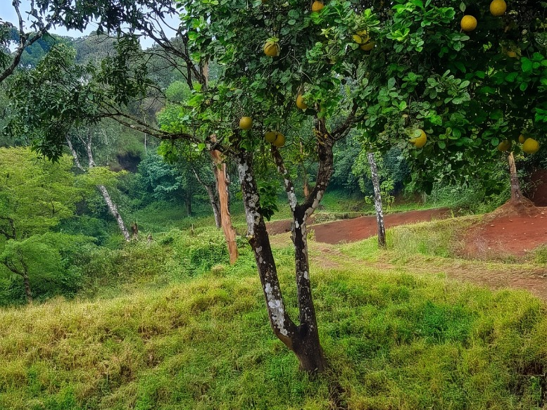 Land for Sale in Bison Valley , Munnar, Idukki 