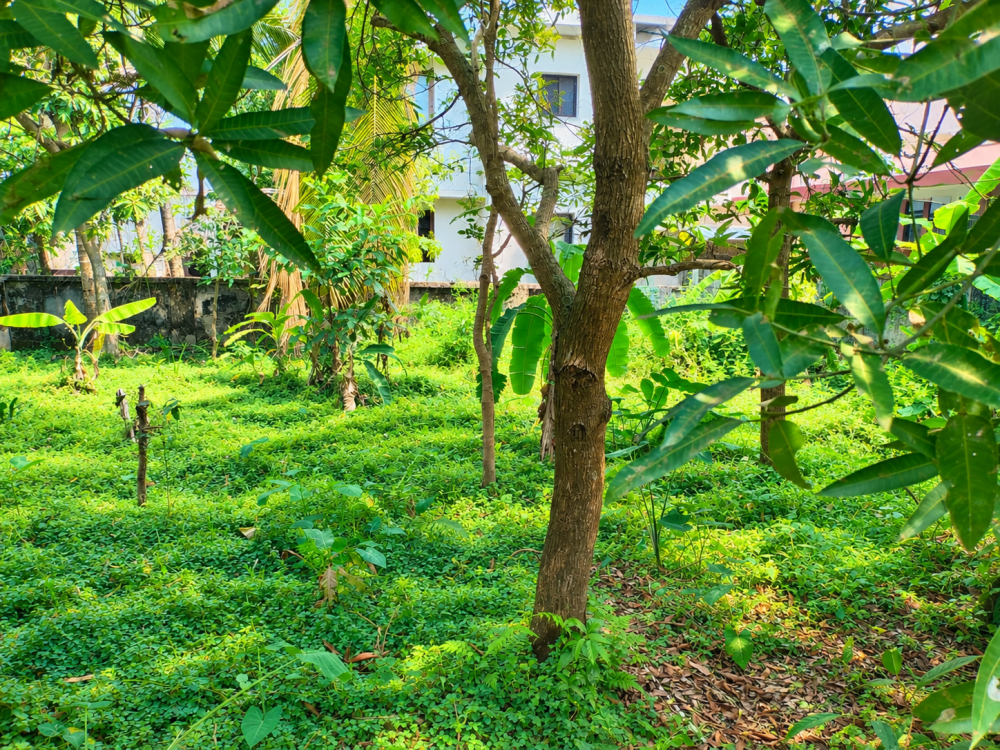 Land for Sale in Vyttila, Ernakulam 