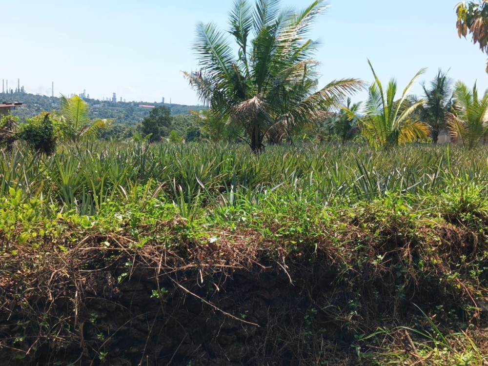 Land for Sale in Pallikkara, Kakkanad, Ernakulam 