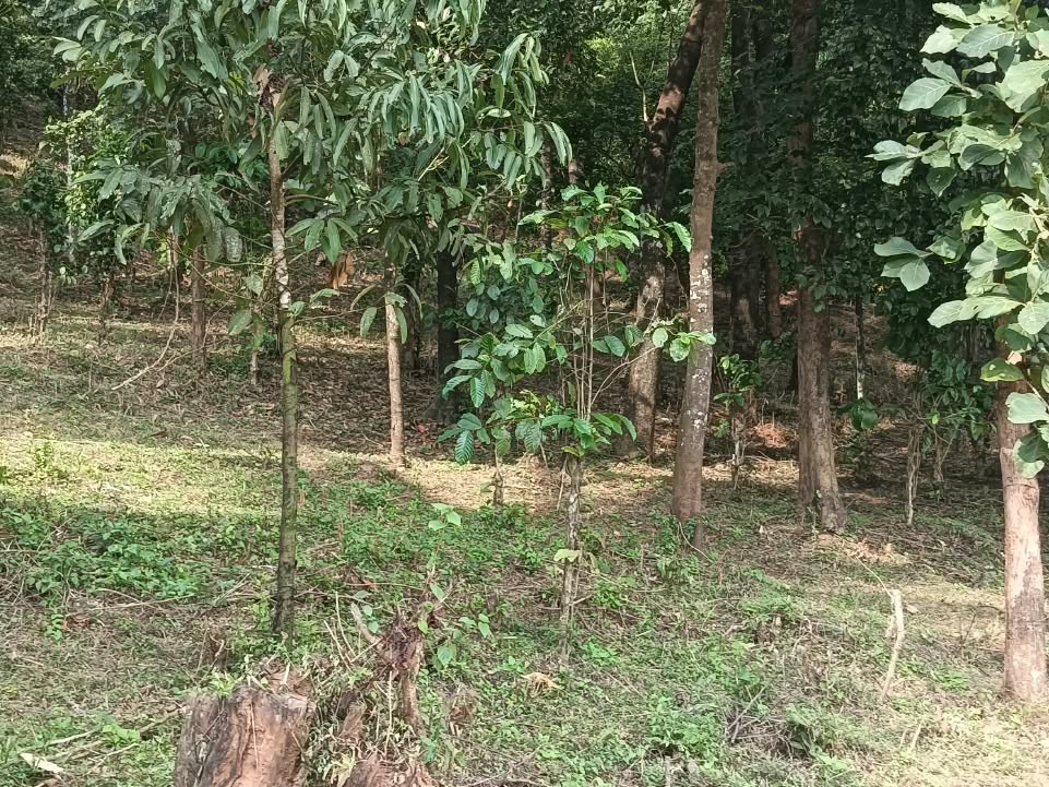 28 Cents Premium Waterfront Resort Land for Sale in Banasura Sagar, Wayanad