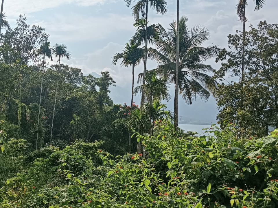 35 Cents Premium Hill & Reservoir View Land for Sale in Padinjarathara, Wayanad