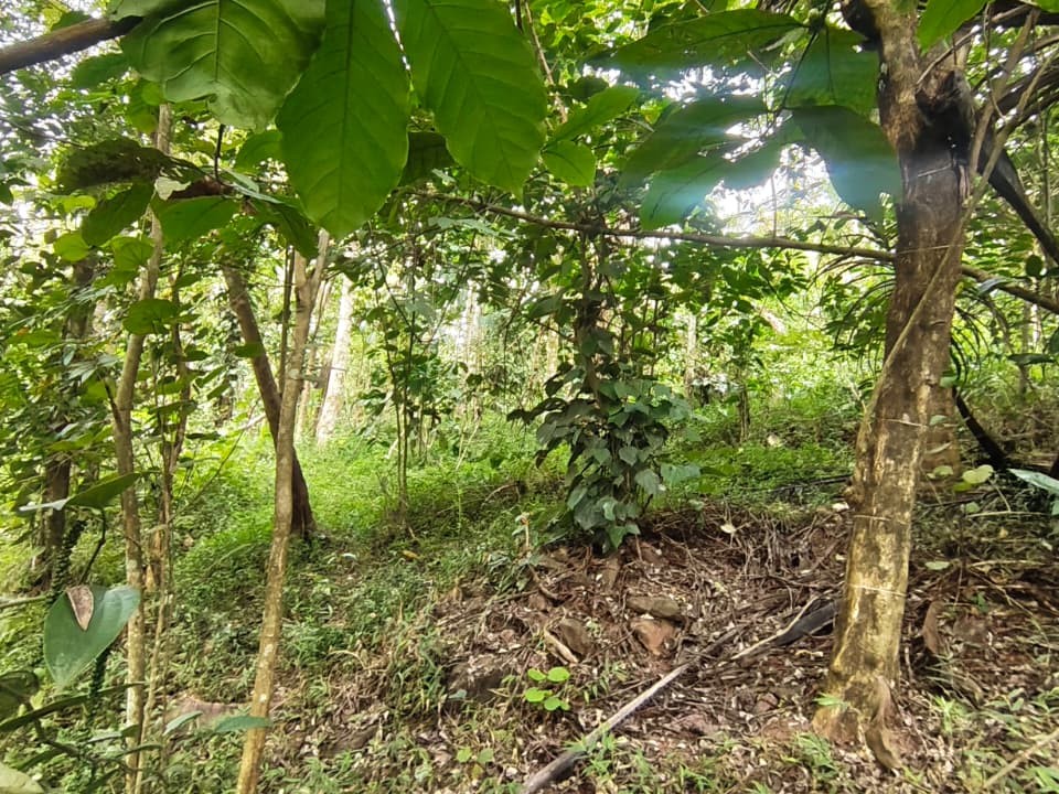 1 Acre Premium Scenic Property for Sale in Irulam, Wayanad