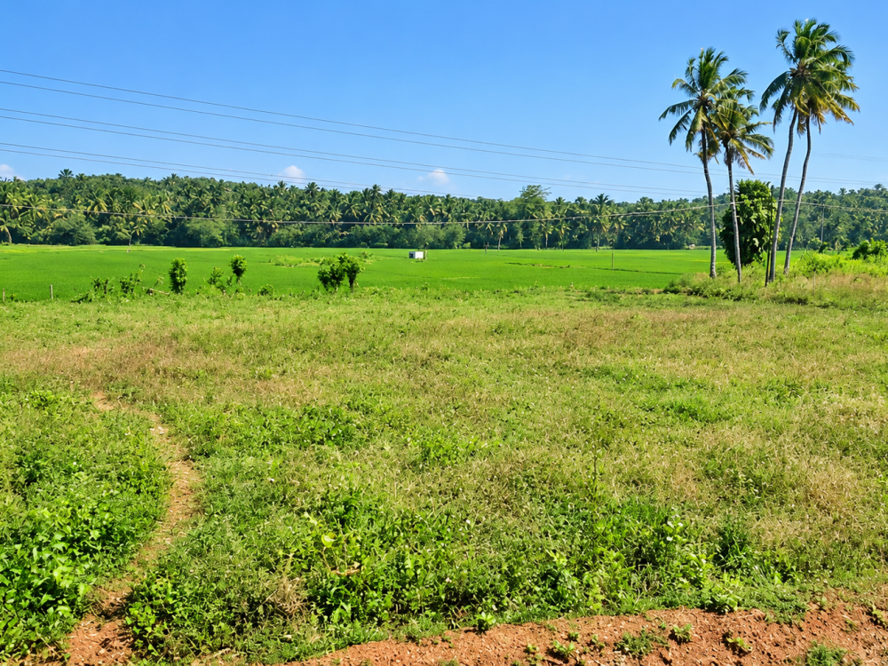 LAND WITH HOUSE FOR SALE IN KANNAMBRA, PALAKKAD