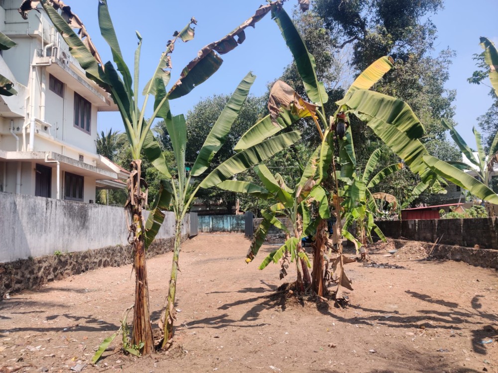 10 Cents North-Facing Plot for Sale Near Mekkara, Tripunithura, Ernakulam