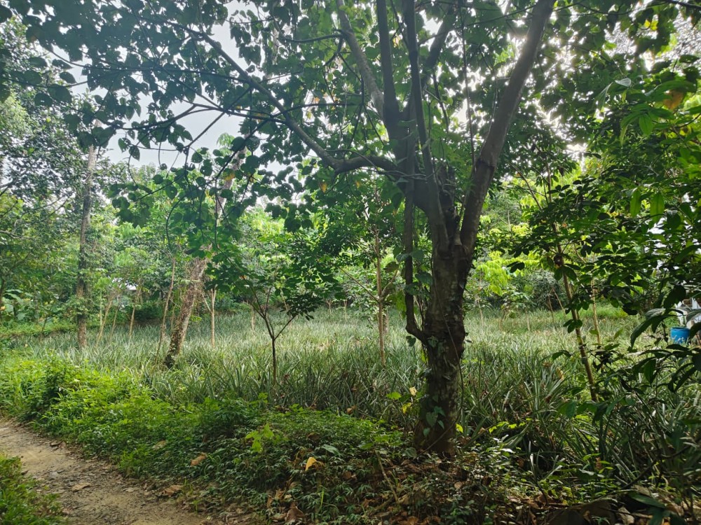 Land for Sale in Kalamassery, Ernakulam