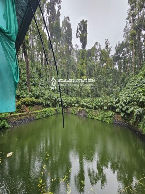 Cardamom Plantation for Sale in Vandamedu, Idukki