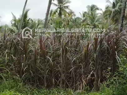 Agricultural/ Farm Land for Sale in Tamilnadu 