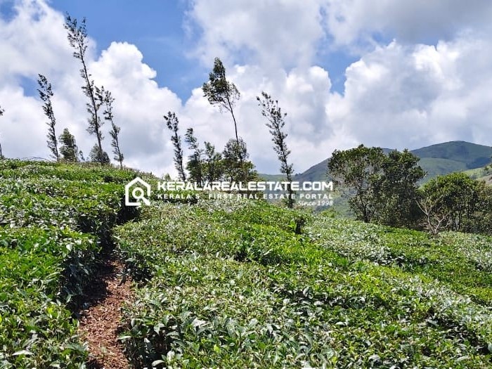 Plantation for Sale in Valakode, Vagamon, Idukki 