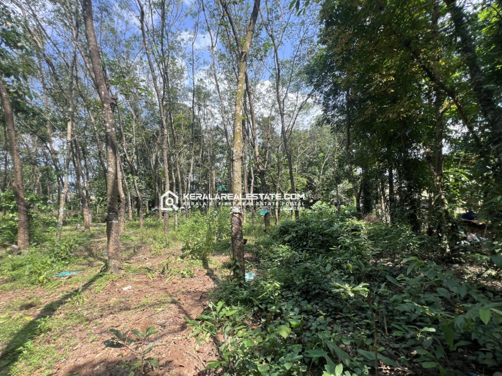 Land with House for Sale in Anappara, Angamaly, Ernakulam 