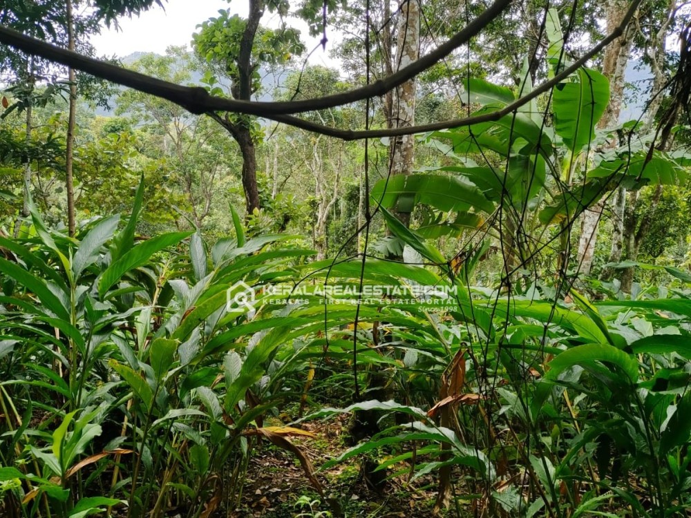 Cardamom Plantation for Sale in Nariyampara, Kattappana, Idukki