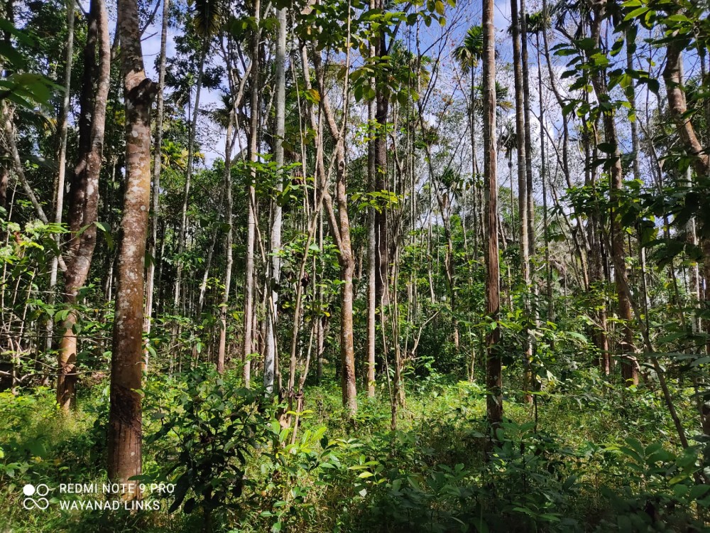 Land with Paddy View for Sale in Panamaram, Wayanad 