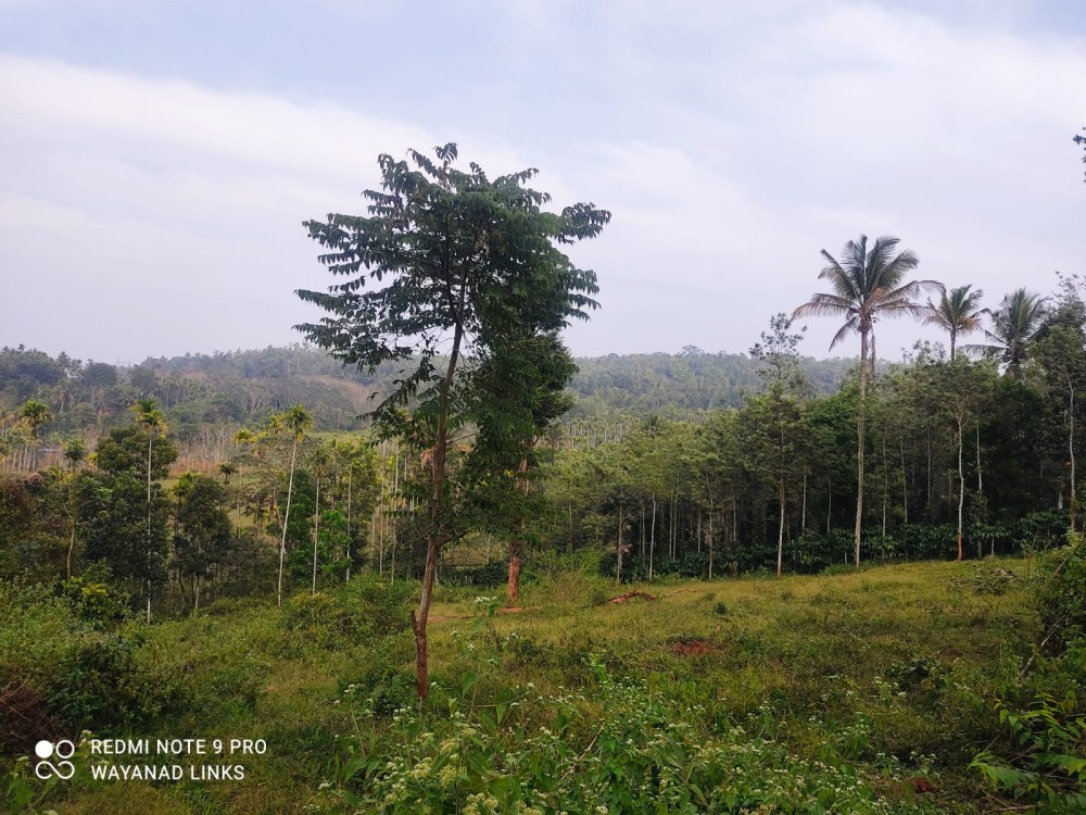 Premium Land for Sale in Dasanakkara, Mananthavady, Wayanad 