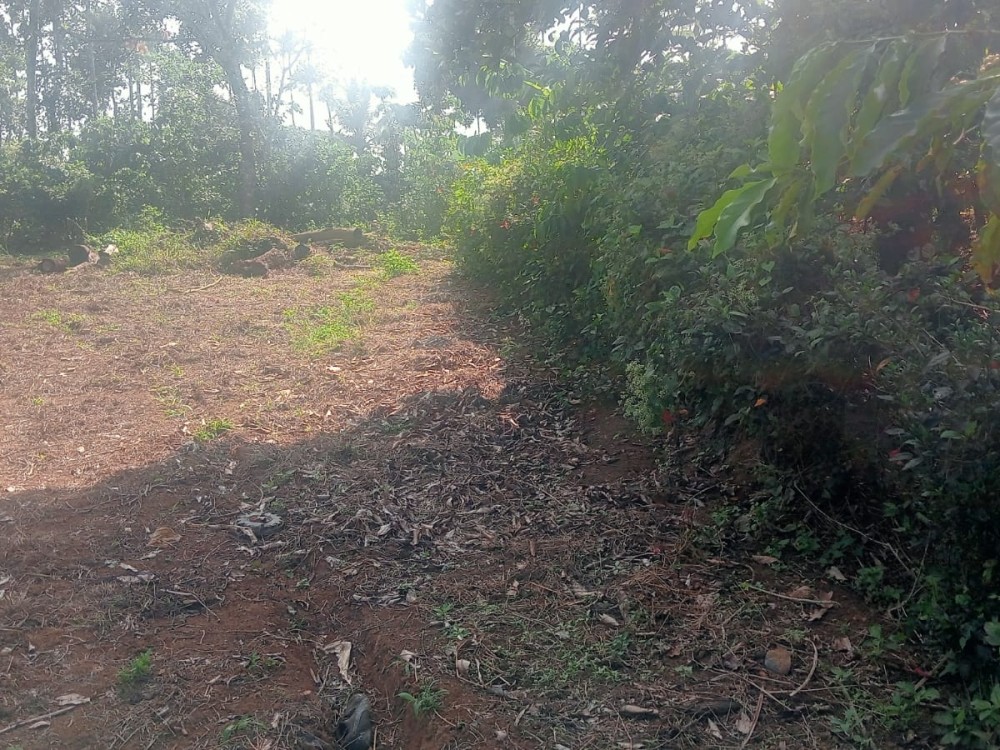Land for Sale in Vengapally, Kalpetta, Wayanad