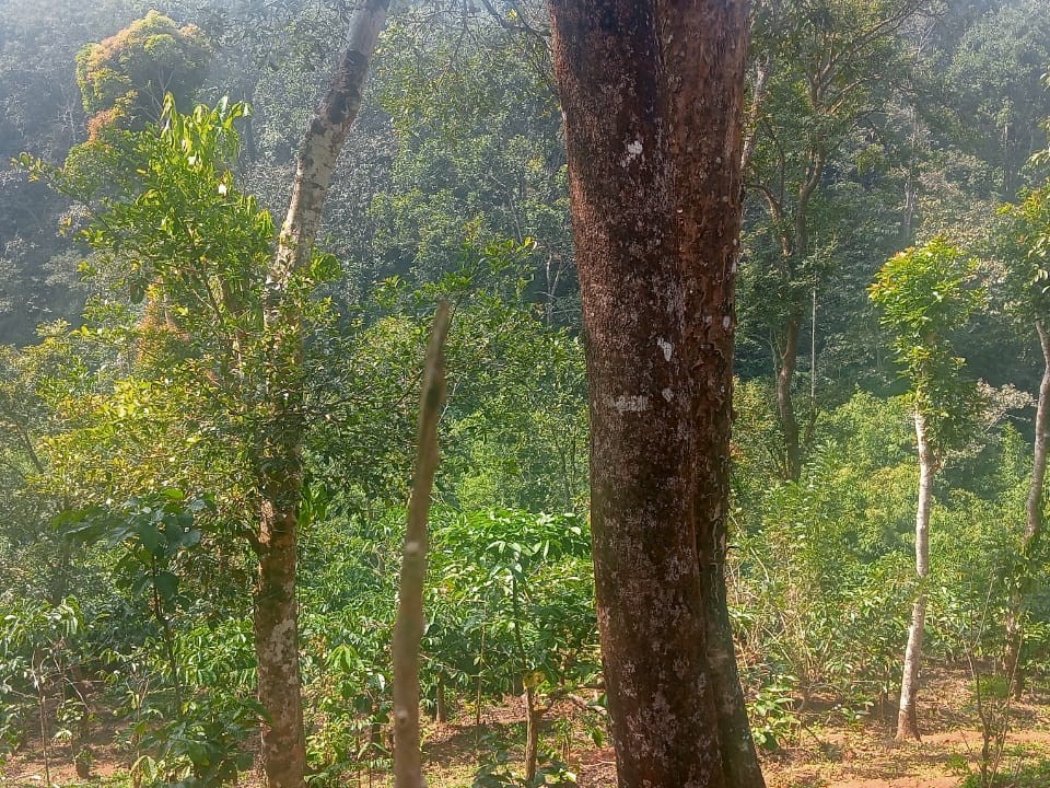 Scenic Hilltop Land for Sale in Vythiri, Wayanad