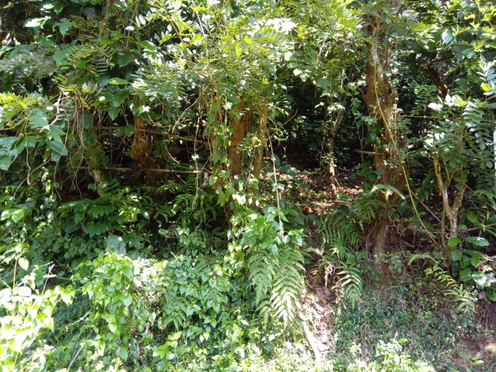 Land for Sale in Vythiri, Wayanad