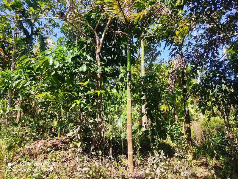 Estate with Heritage House for Sale in Kenichira, Wayanad 