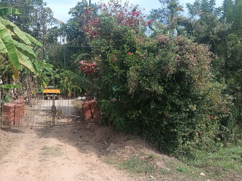 Paddy View Land for Sale in Koodothummal, Wayanad