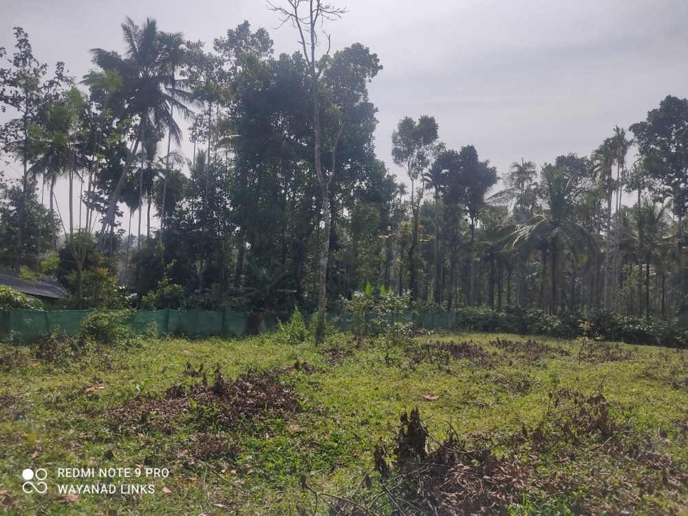 Land for Sale in  Ammaikavala, Kenichira, Wayanad