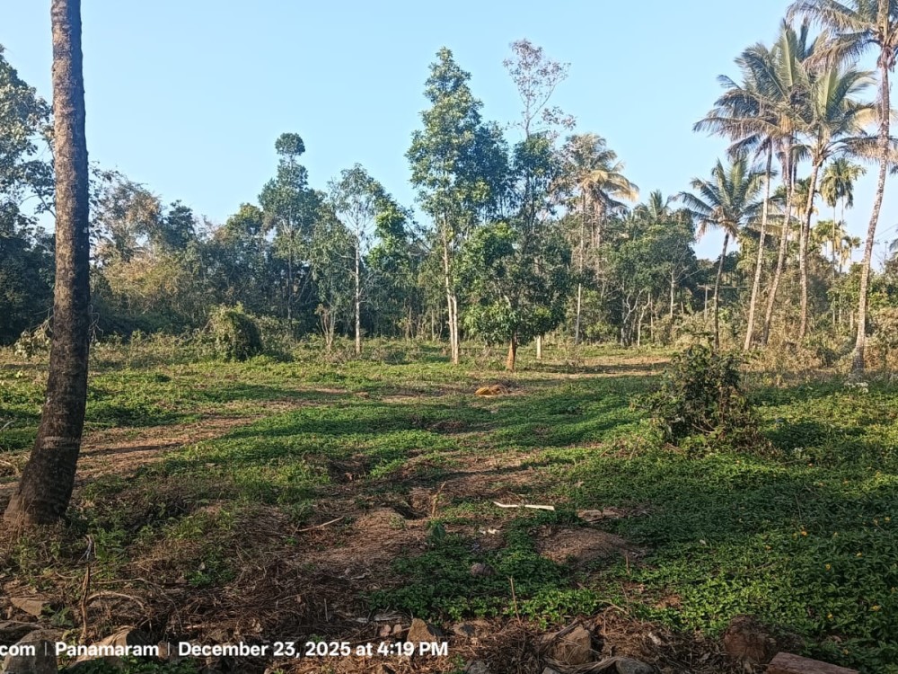 Riverfront Plot with Paddy View for Sale in Panamaram, Wayanad 
