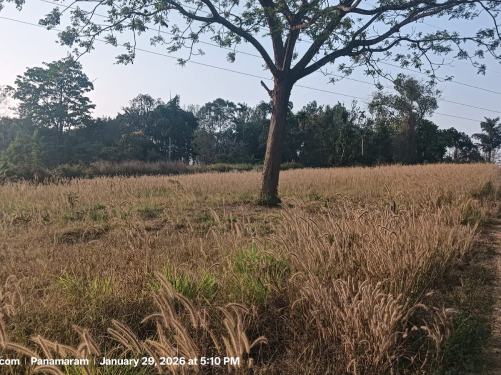 Land for Sale in Panamaram, Wayanad