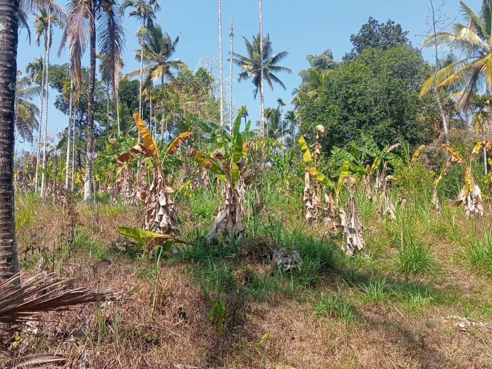 1.5 Acre Land with House for Sale in Meenangadi, Wayanad